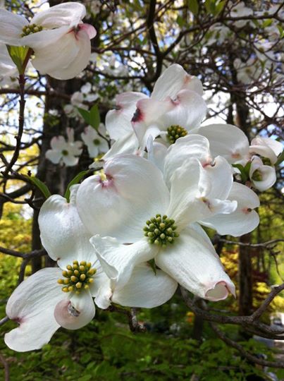 White Dogwood Blooms